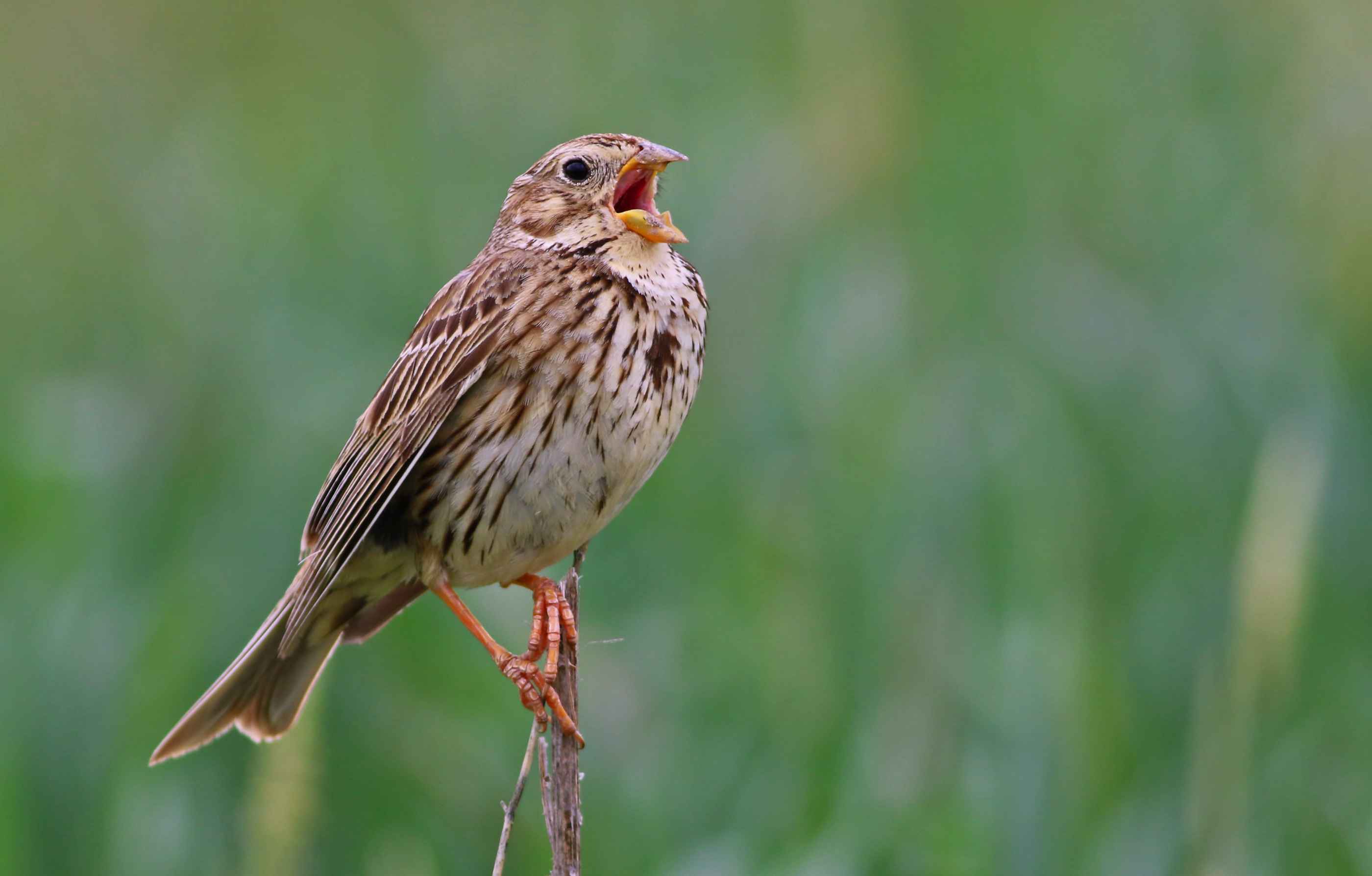 Corn Bunting
